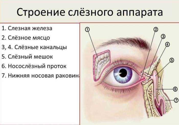 Строение слёзного аппарата