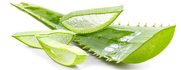 алоэ