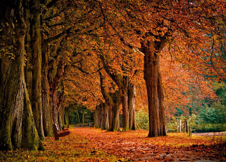 золото осени