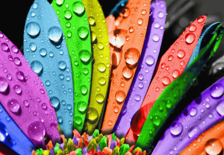 разноцветные лепестки