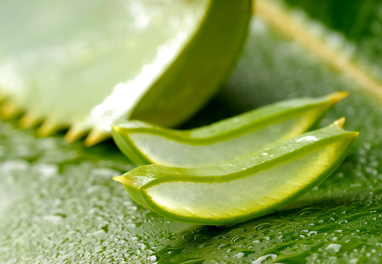 алоэ