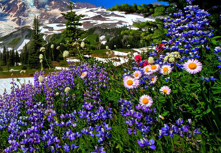 склон в цветах