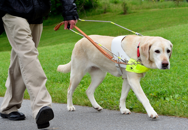 собака повадырь