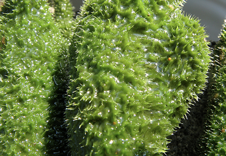 Бадяга - пресноводная губка