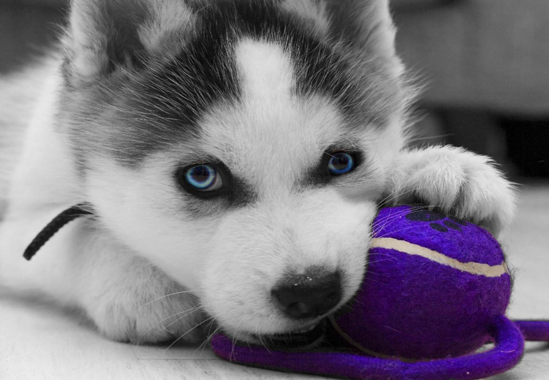 у сибирских хаски глаза имеют голубой цвет