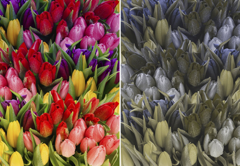 дальтонизм. как видит дальтоник