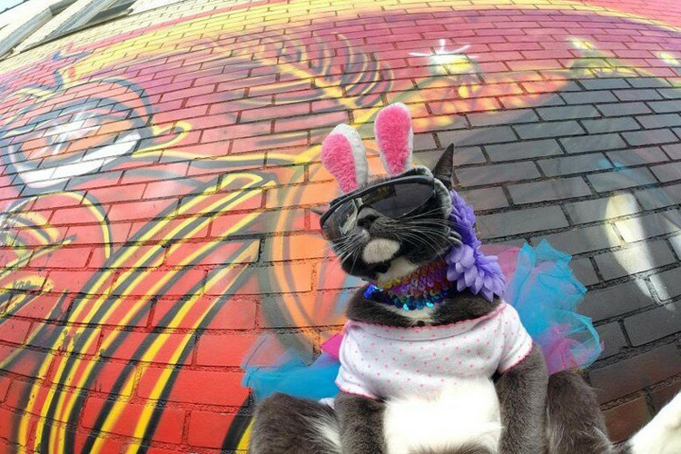 Бублик &mdash; кошка с дефектом век