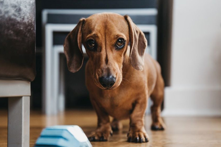 &laquo;щенячий&raquo; взгляд