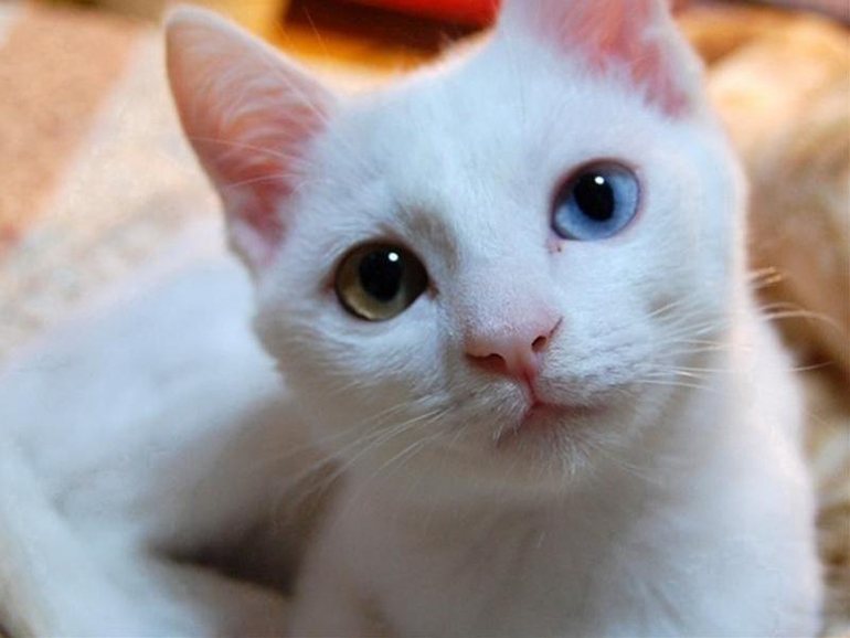 гетерохромия у животных